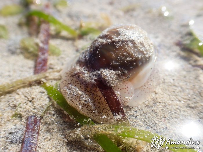 Escargot marin
