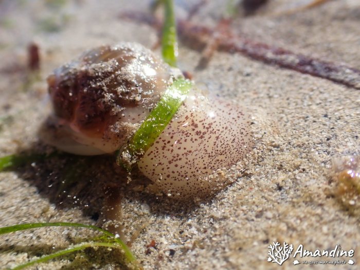 Escargot marin