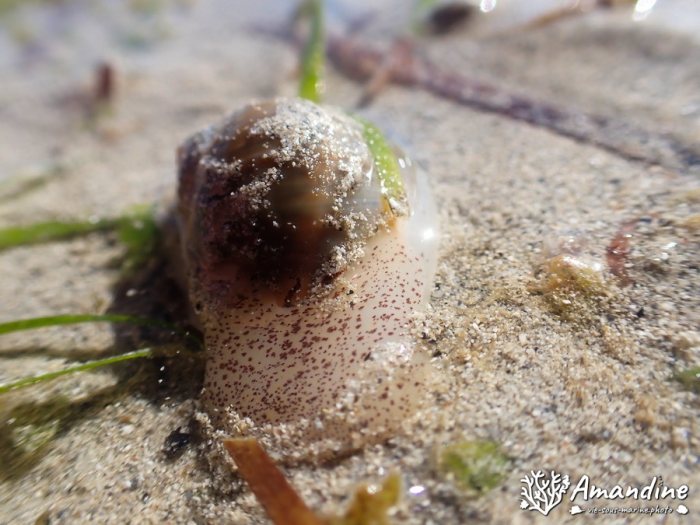 Escargot marin