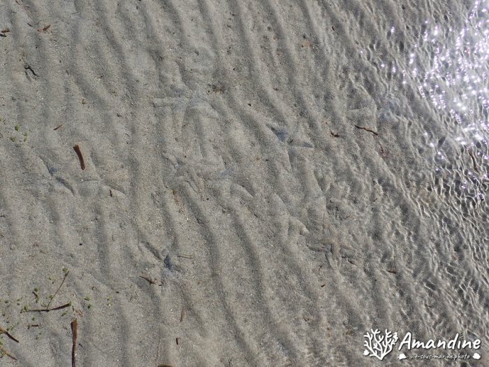 Archaster typicus
