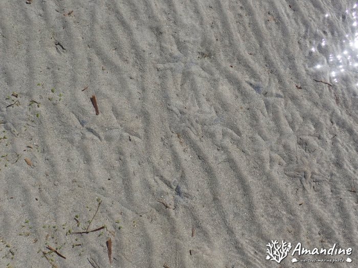 Archaster typicus