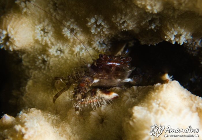 Crabe