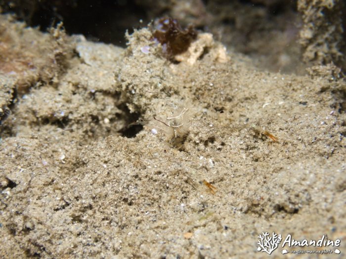 Periclimenes tenuipes