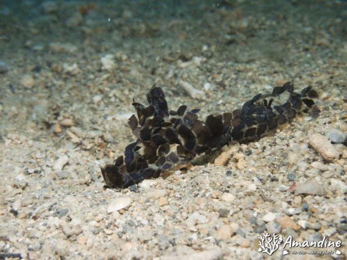 Emydocephalus annulatus
