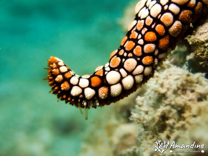 Nardoa gomophia