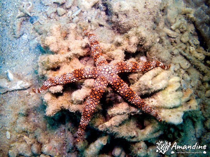Nardoa gomophia