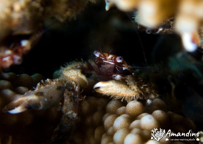Crabe
