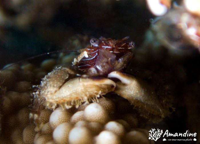 Crabe
