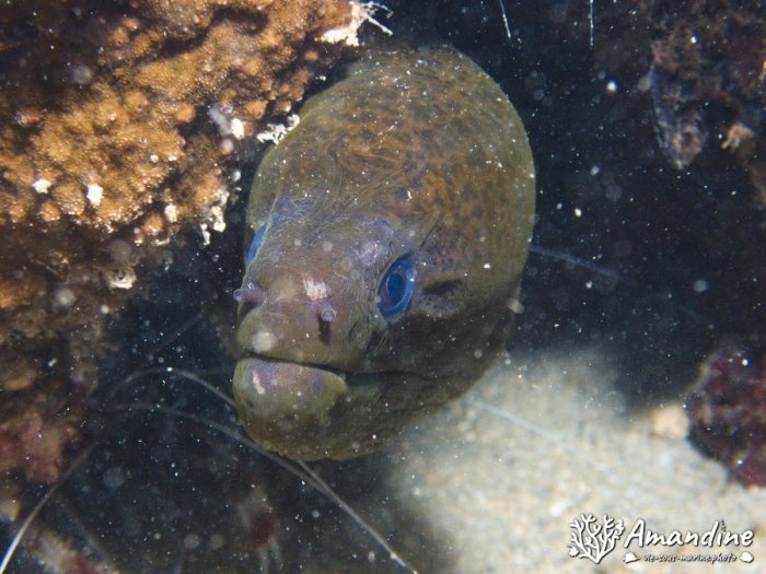 Gymnothorax javanicus