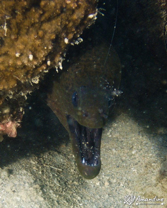 Gymnothorax javanicus