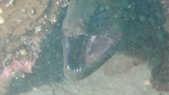 Gymnothorax javanicus