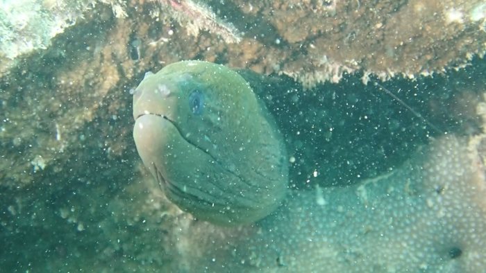 Gymnothorax javanicus