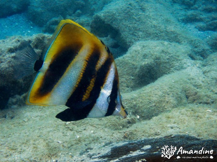 Coradion altivelis