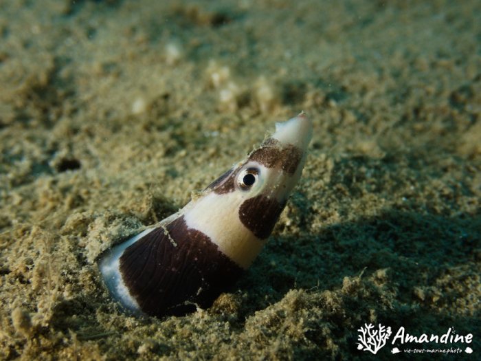 Leiuranus semicinctus