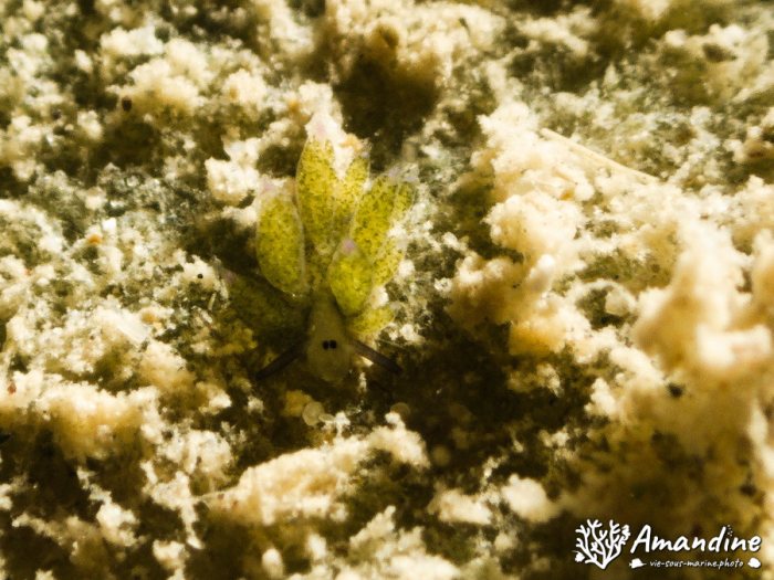 Costasiella sp1