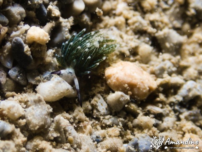 Costasiella usagi