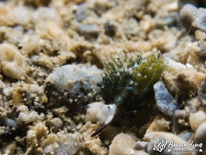 Costasiella usagi