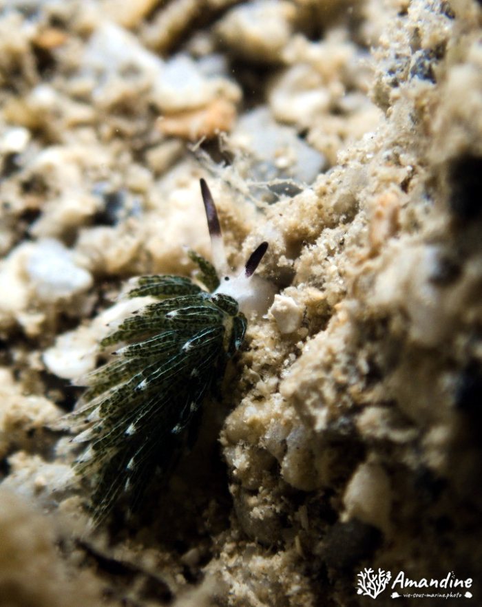 Costasiella usagi