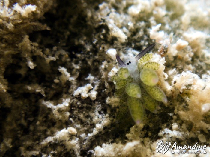 Costasiella sp1