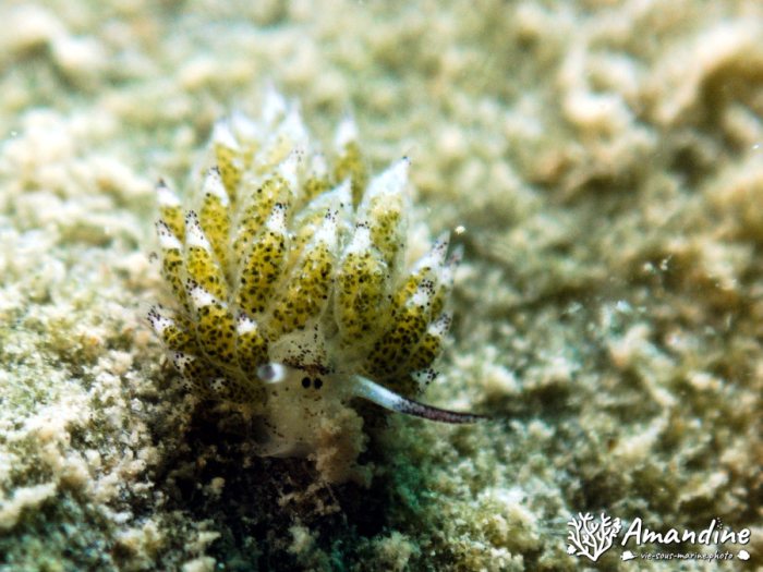 Costasiella vegae