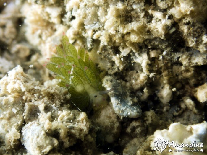 Costasiella sp1