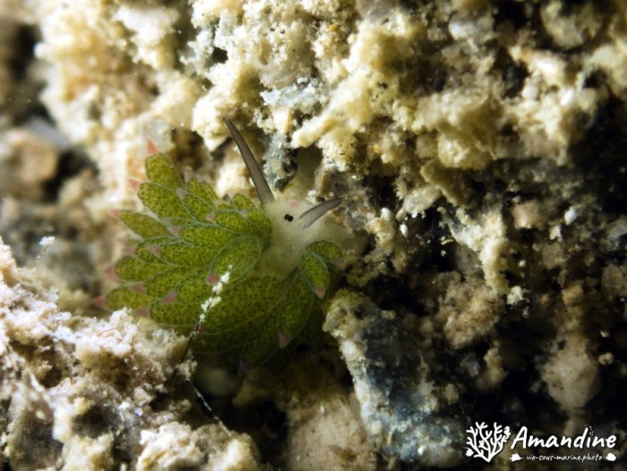 Costasiella sp1