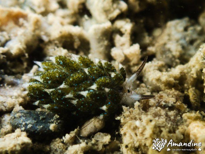 Costasiella vegae
