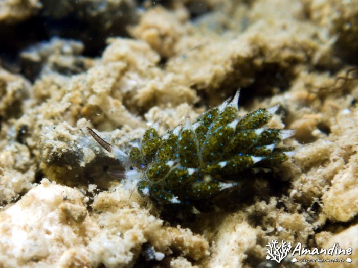 Costasiella vegae