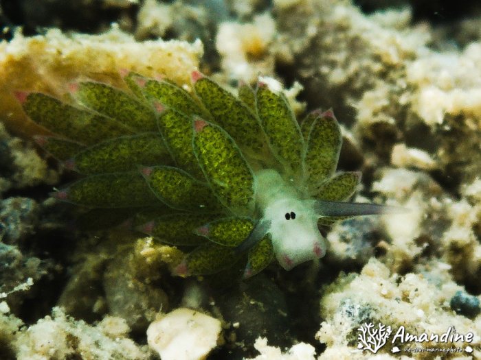 Costasiella sp1