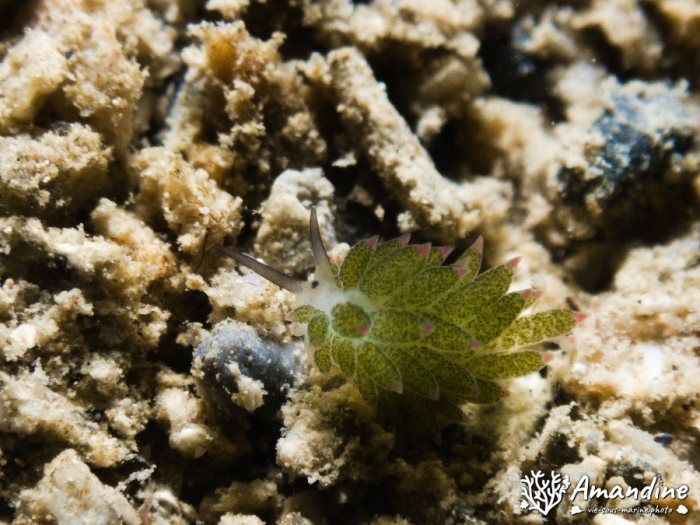 Costasiella sp1