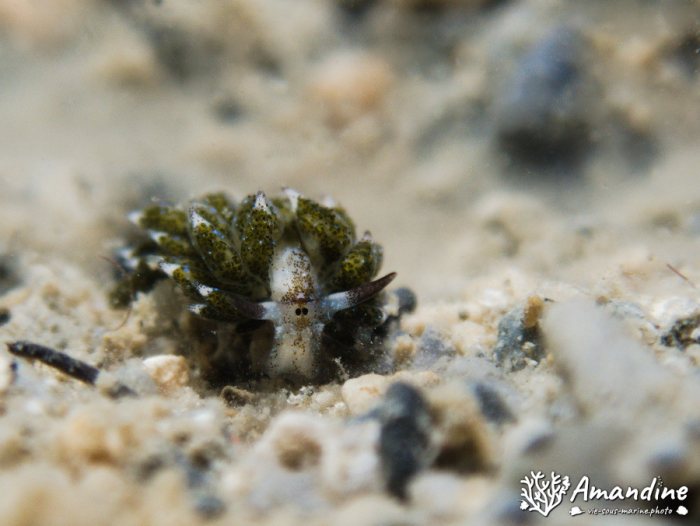 Costasiella vegae