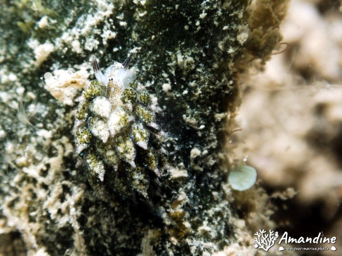 Costasiella vegae