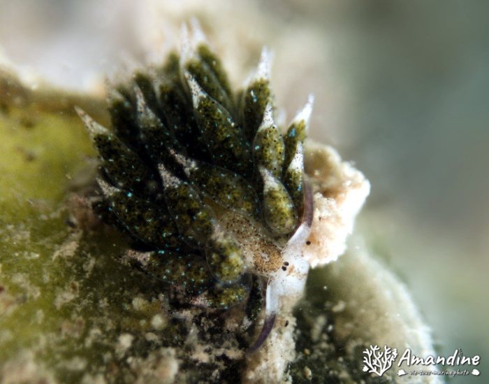 Costasiella vegae