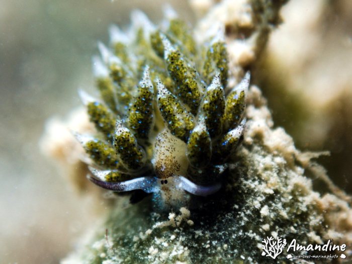 Costasiella vegae