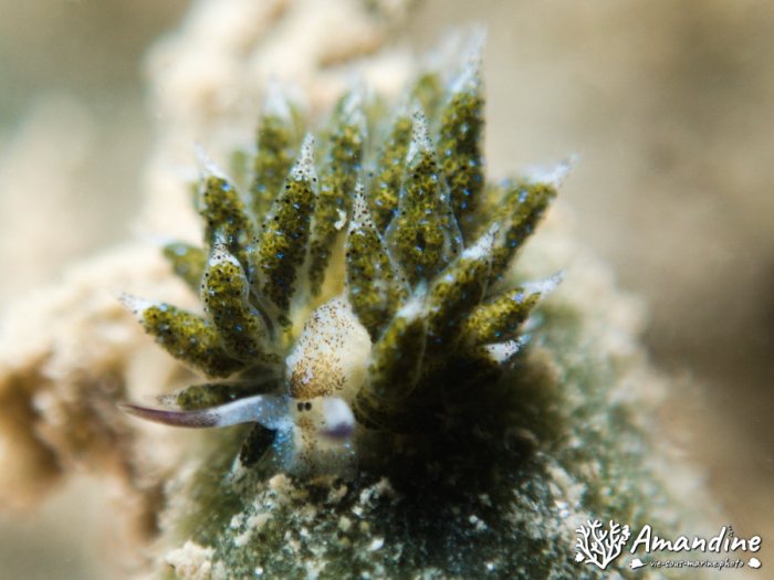 Costasiella vegae