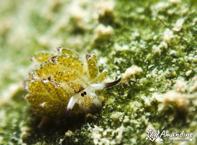 Costasiella sp3