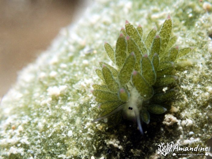 Costasiella sp1