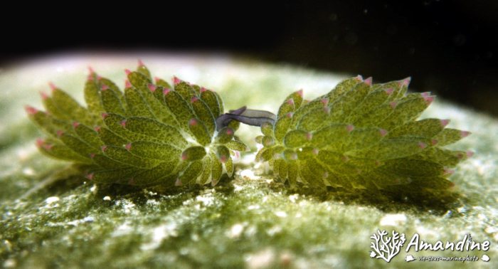 Costasiella sp1