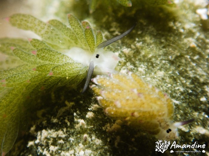 Costasiella sp1