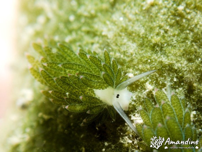 Costasiella sp1