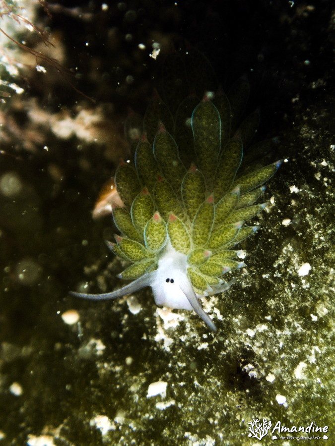 Costasiella sp1