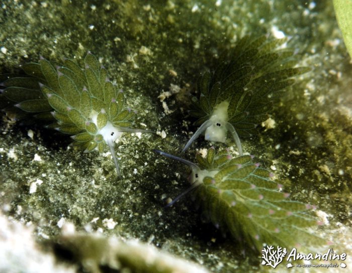 Costasiella sp1