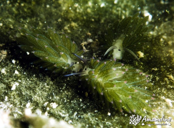Costasiella sp1