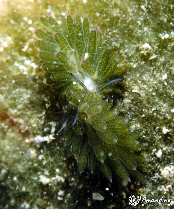 Costasiella sp1