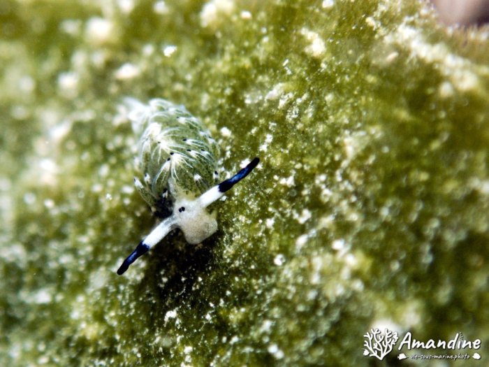 Costasiella usagi