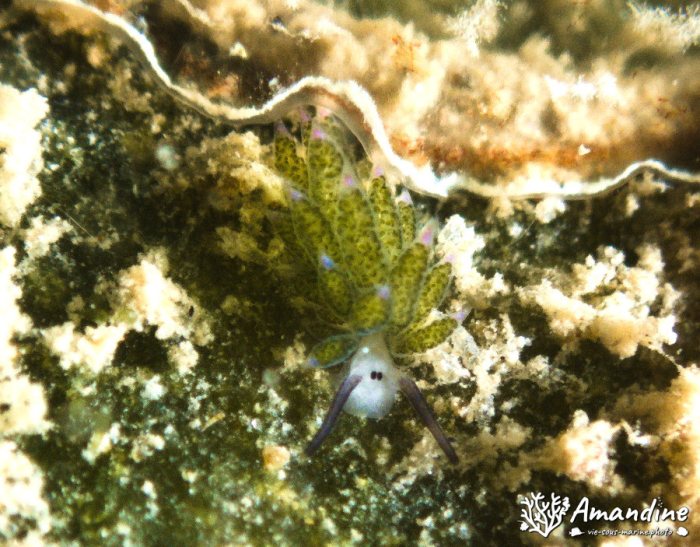 Costasiella sp1