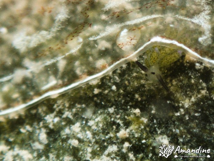 Costasiella sp1