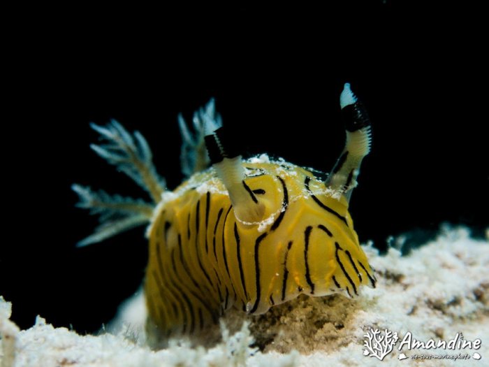 Halgerda johnsonorum