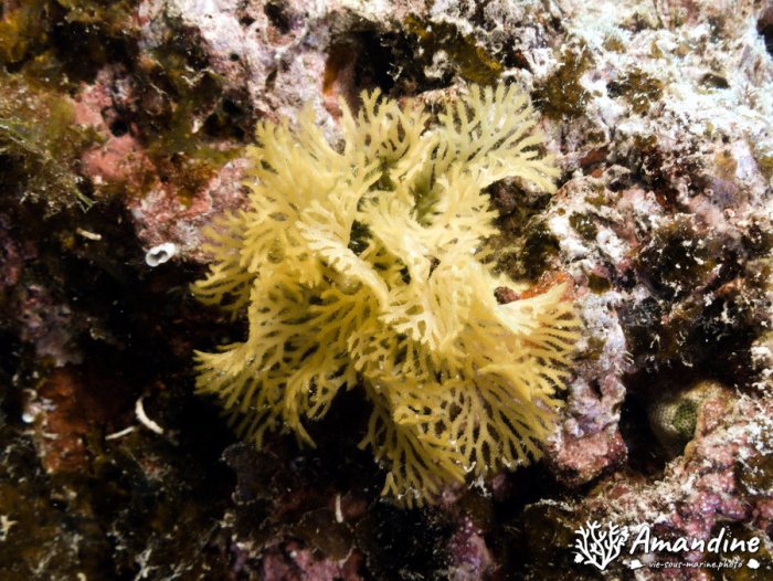 Reteporellina sp.