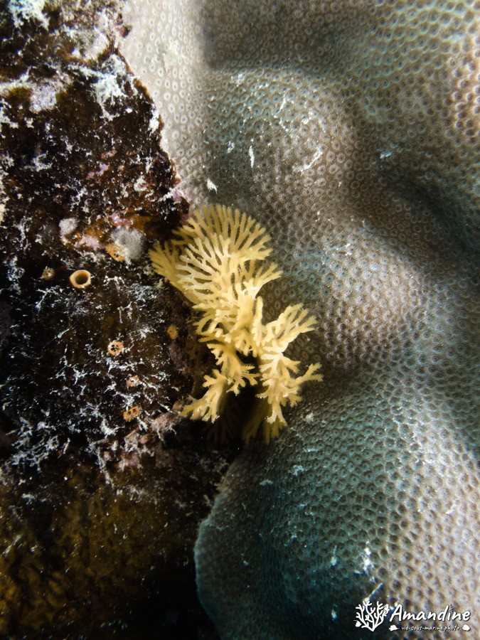 Reteporellina sp.
